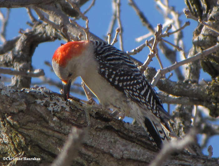 Red-bellied woodpecker, female