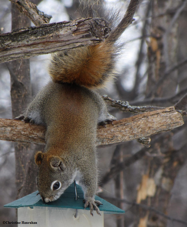 Red at feeder