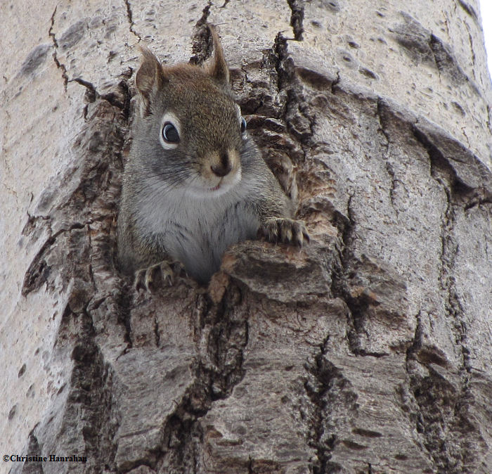 Who's there?