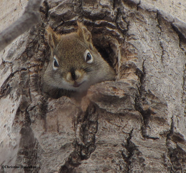 Peeking out