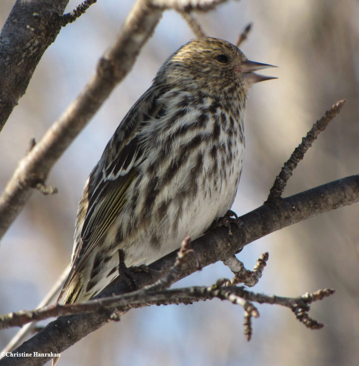 Pine Siskin