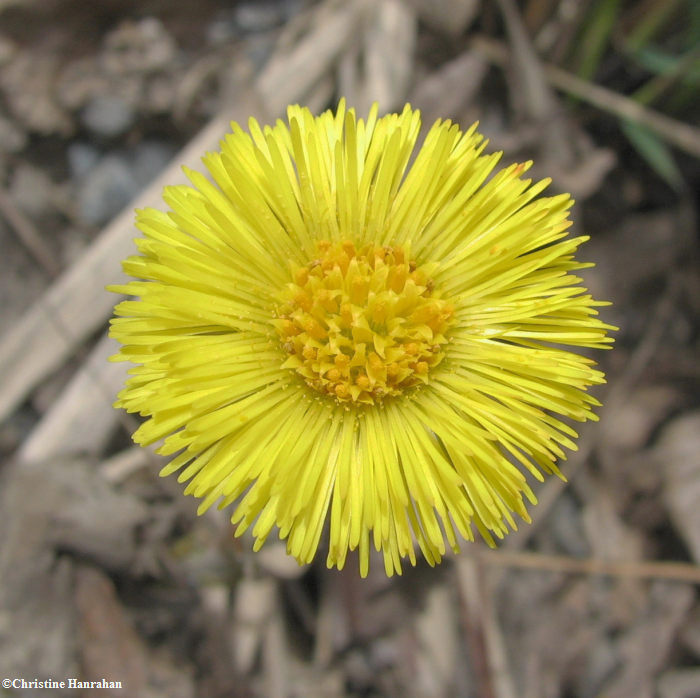 Coltsfoot (Tussilago farfara)