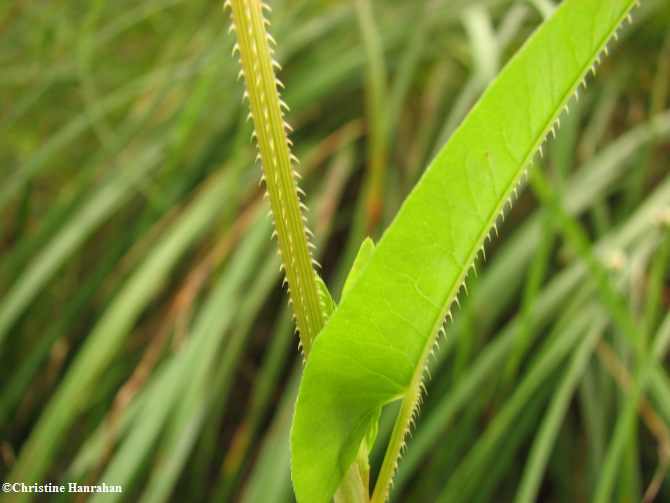 Arrow-leaved tear-thumb (Persicaria sagittata) stem and leaf