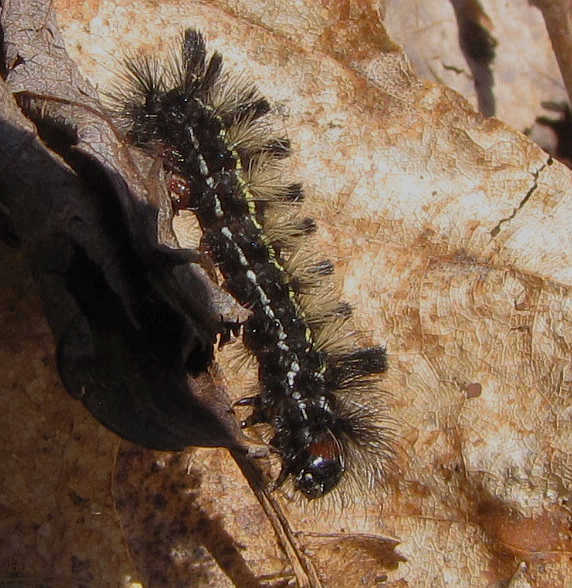 Virginia ctenucha caterpillar (Ctenucha virginica)