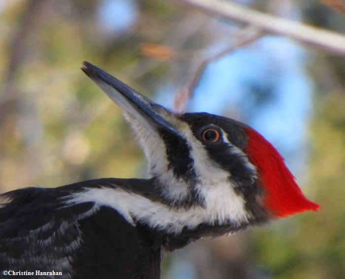 Pileated woodpecker,  female