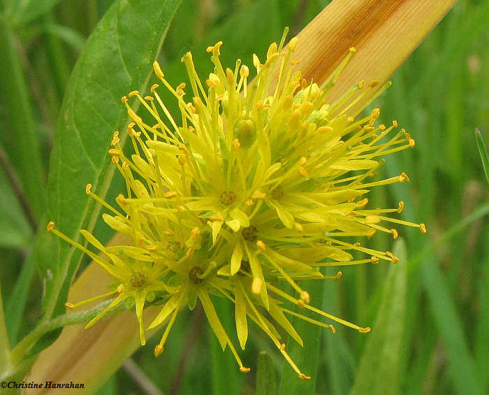 Tufted loosestrife  (Lysimachia thrysiflora)