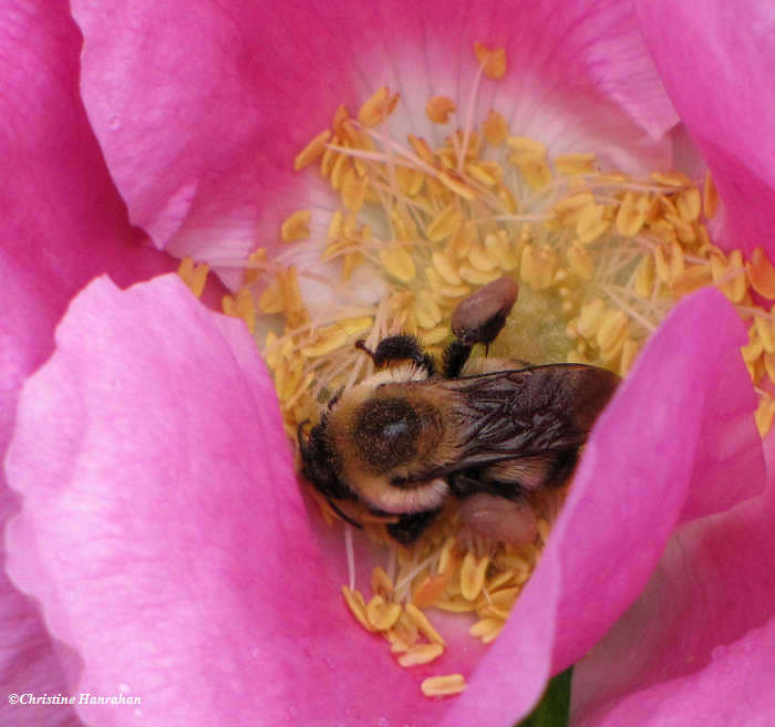 Bumble bee pollen gathering  in rose