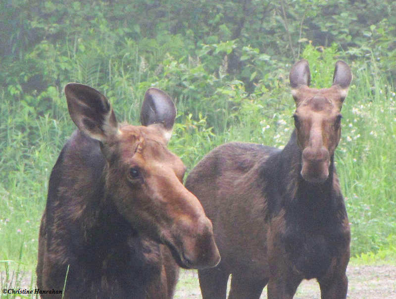 Moose (Alces alces)