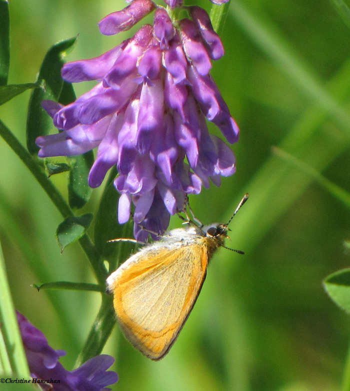 Least skipper (Ancyloxypha numitor) on cow vetch