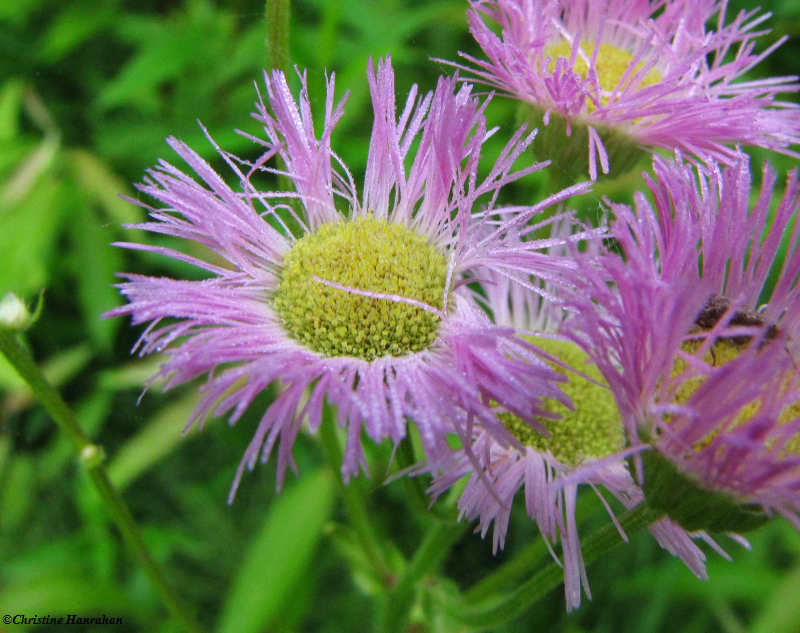 Fleabane, Daisy (Erigeron)