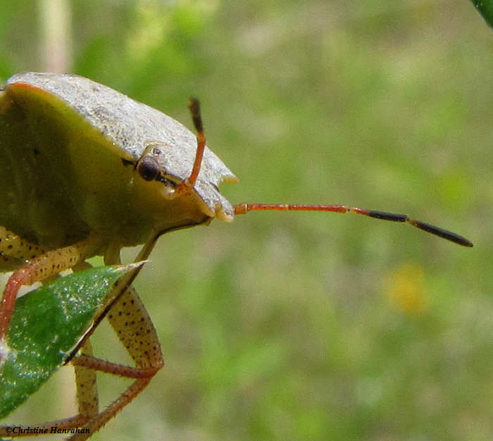 Stinkbug (Pentatomidae)