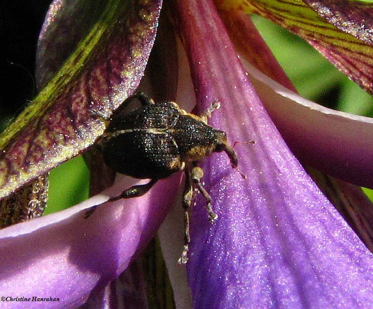 Iris Weevil  (Mononychus vulpeculus)