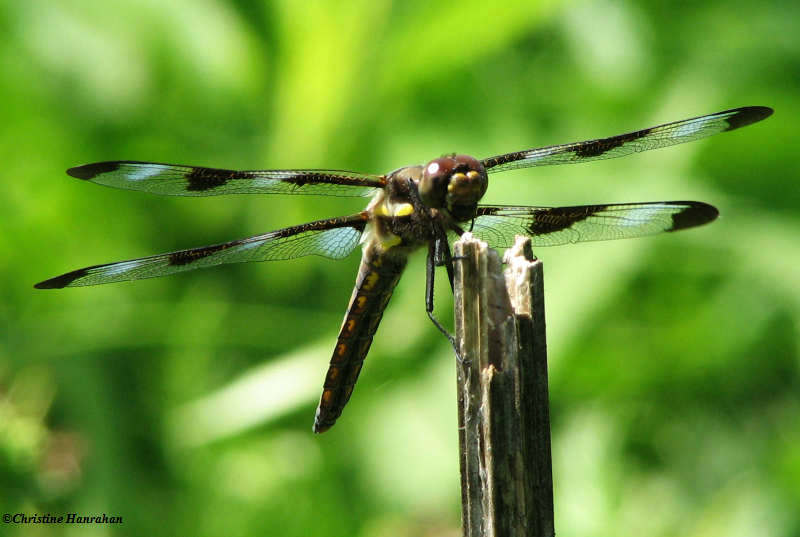 Twelve-spotted skimmer  (Libellula pulchella), male