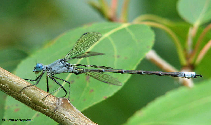 Amber-winged spreadwing (Lestes eurinus)