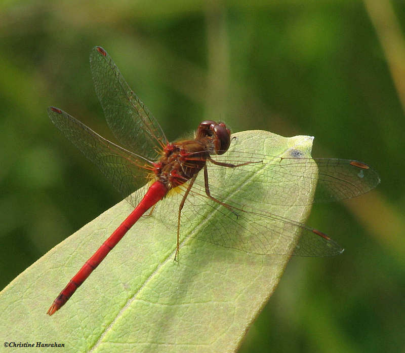 Autumn meadowhawk (Sympetrum vicinum)