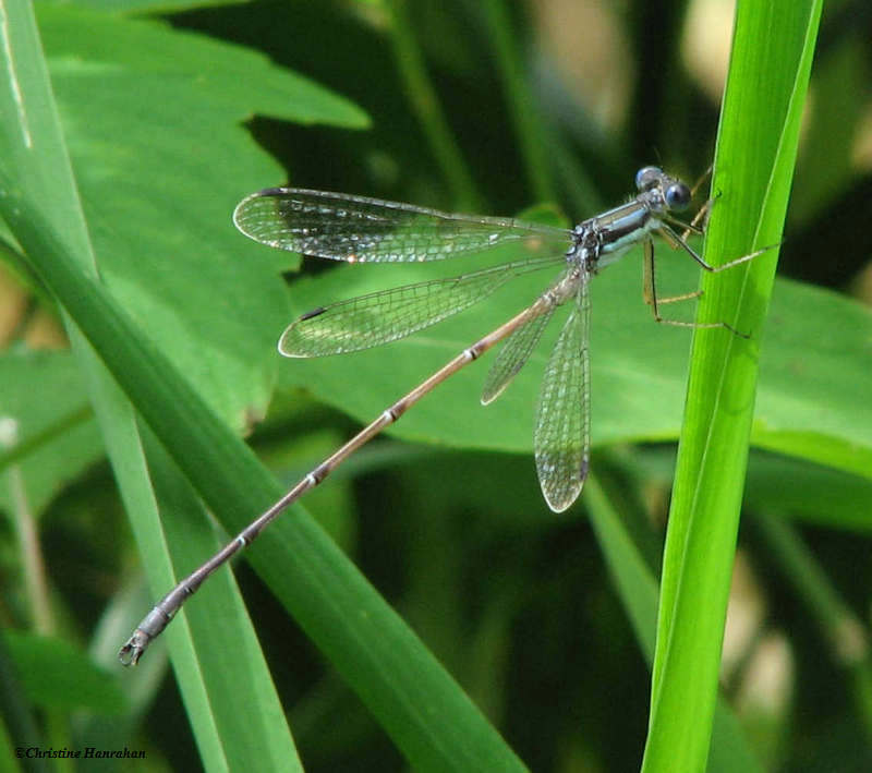 Slender spreadwing (Lestes rectangularis)