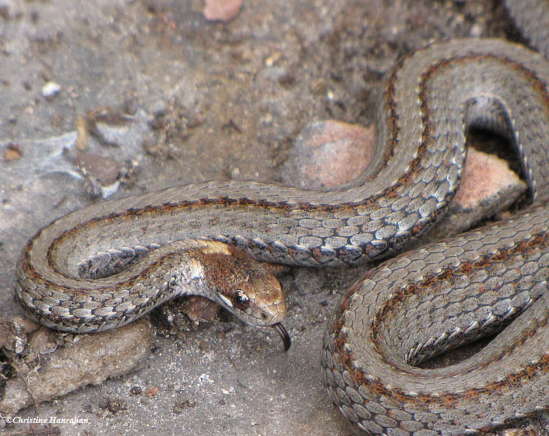 Red-bellied snake (Storeria occipitomaculata), pregnant female