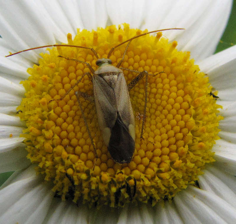 Alfalfa plant bug (Adelphocoris lineolatus) on ox-eye daisy