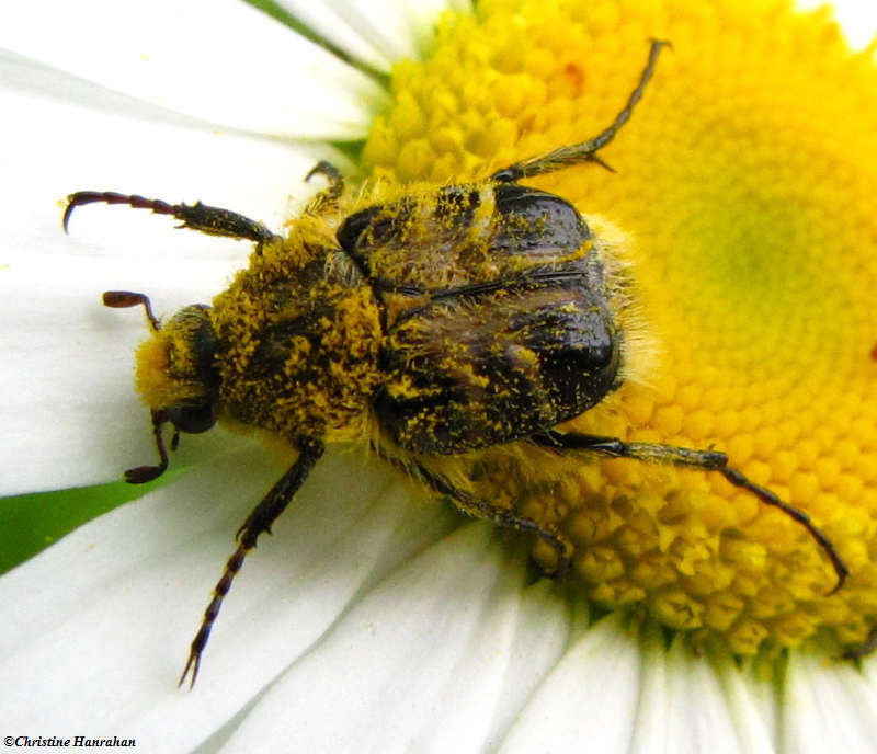 Pollen covered Trichiotinus affinis beetle