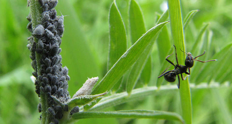 Tending the herd:  Aphids and their ant caretaker!