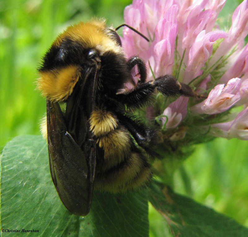 Bumble bee (Bombus borealis) on red clover