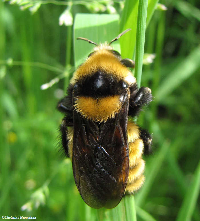 Bumblebee (Bombus borealis)