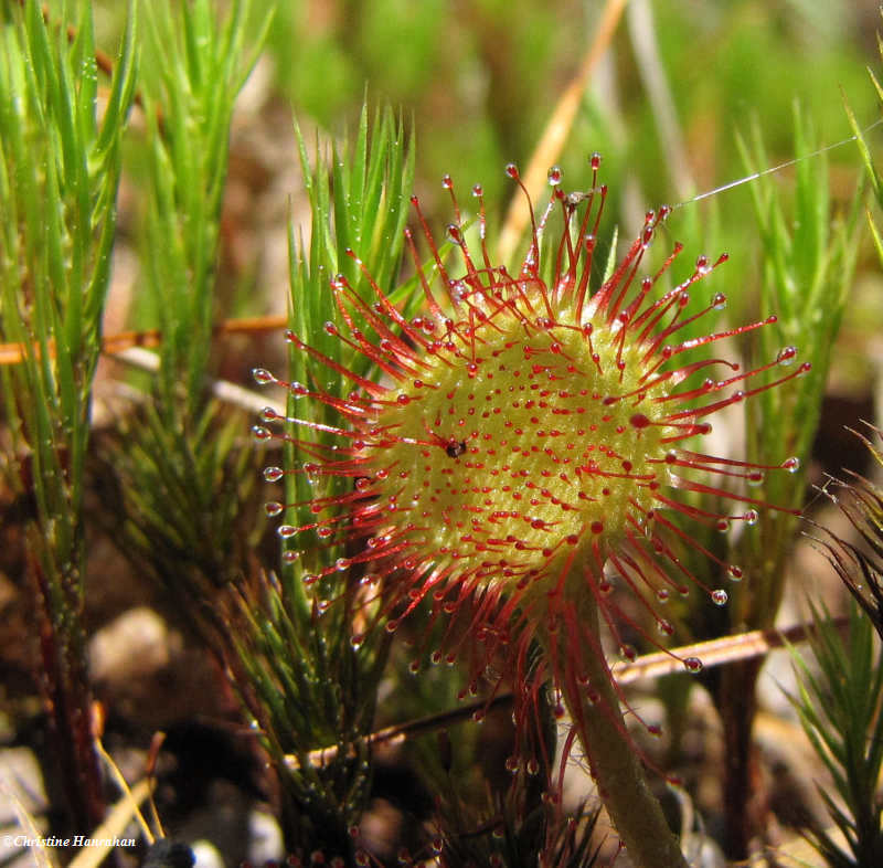 Round-leaved sundew (Drosera rotundifolia), a carnivorous plant of  bogs and wet areas