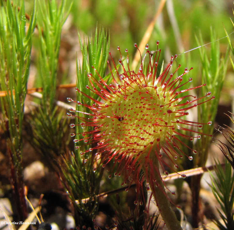 Round-leaved sundew (Drosera rotundifolia), a carnivorous plant of bogs and wet areas
