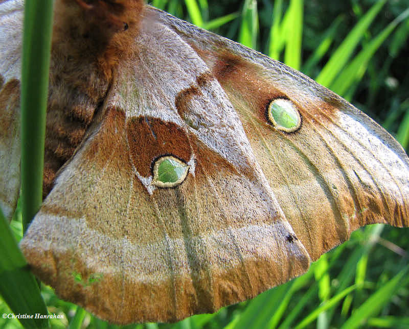 Underwing of the Polyphemus moth, #7757