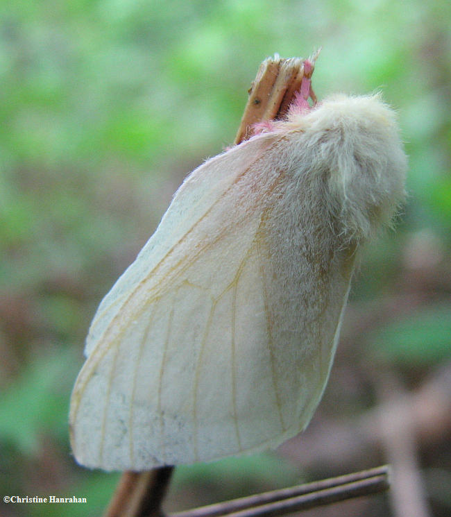 Rosy maple moth (Dryocampa rubicunda), #7715