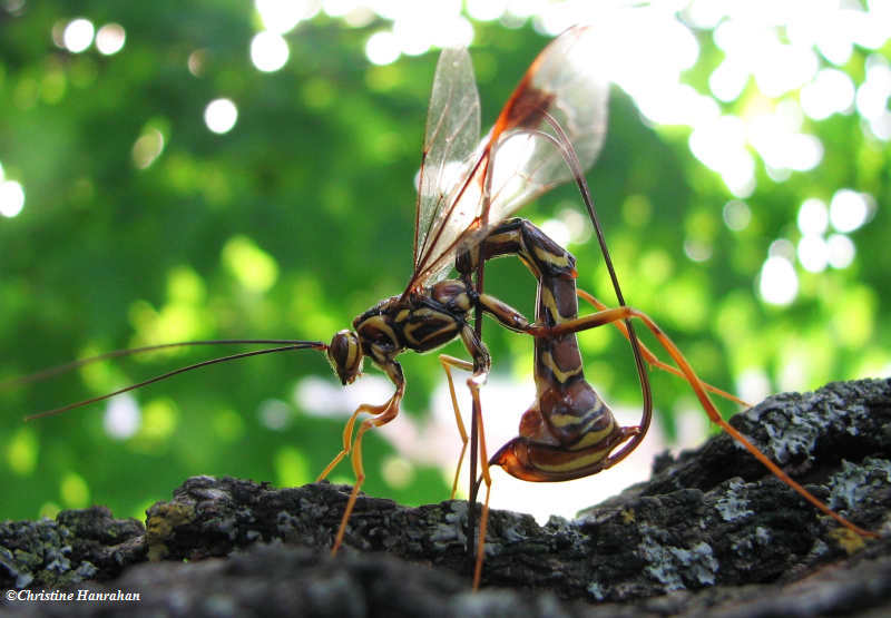Ichneumonid Wasps (Family: Ichneumonidae)