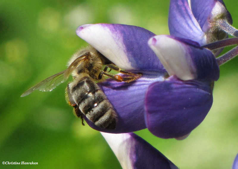 Honey Bee (Apis mellifera)  in lupine