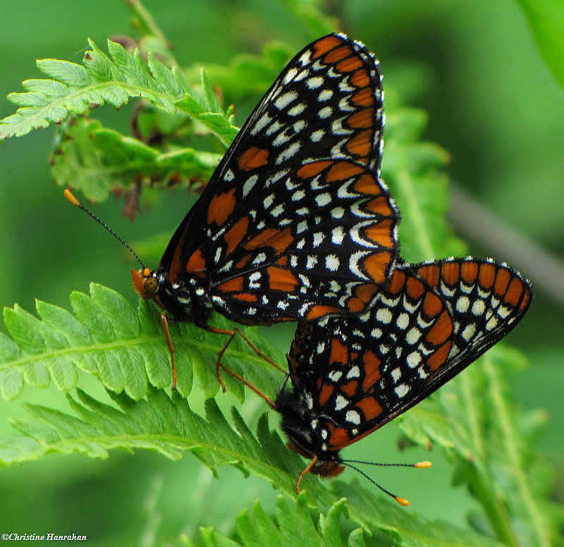 Mating Baltimore checkerspot butterflies (Euphydryas phaeton)