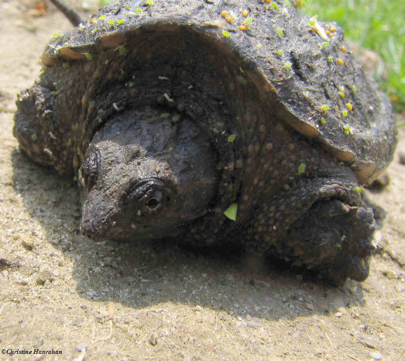Baby snapping turtle, about 3 inches long