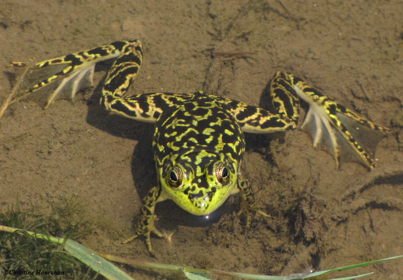 Mink Frog (Rana septentrionalis )