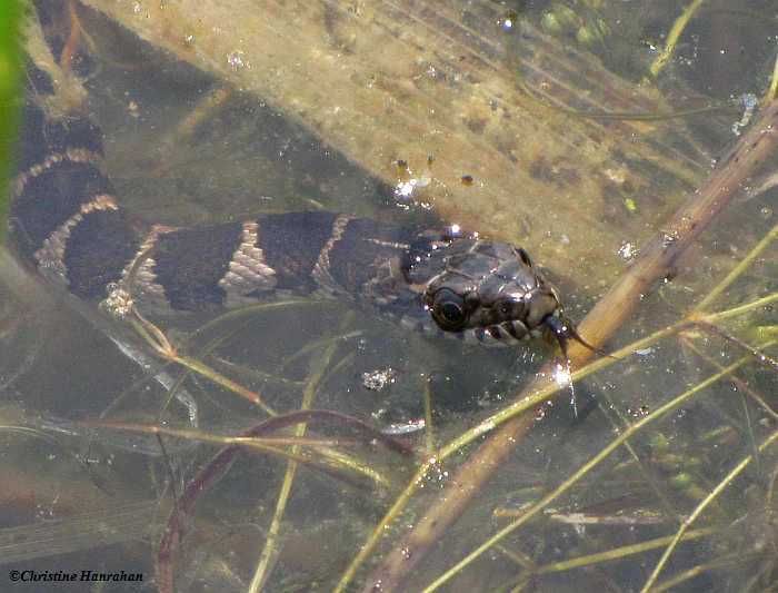 Juvenile Water snake (Nerodia sipendon)