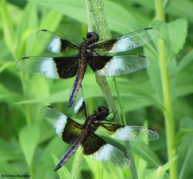 Widow skimmers (Libellula luctuosa), males