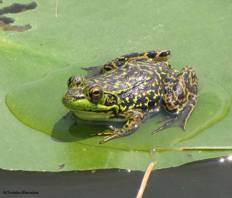 Mink frog (Rana septentrionalis) on lily pad