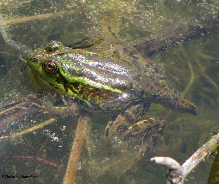 Mink Frog (Rana septentrionalis)