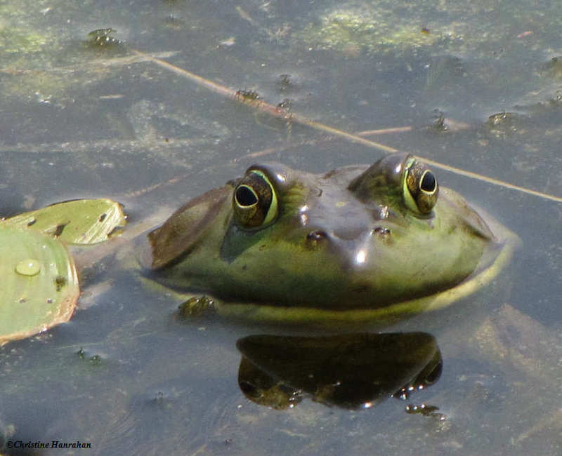 My, what big eyes you have, Bullfrog