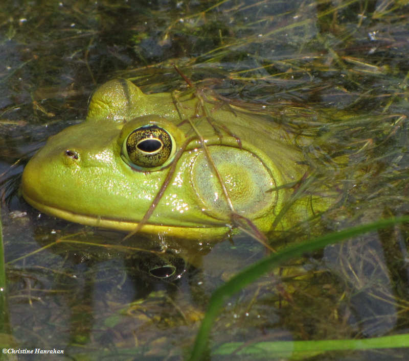 Bullfrog  (Rana catesbiana)