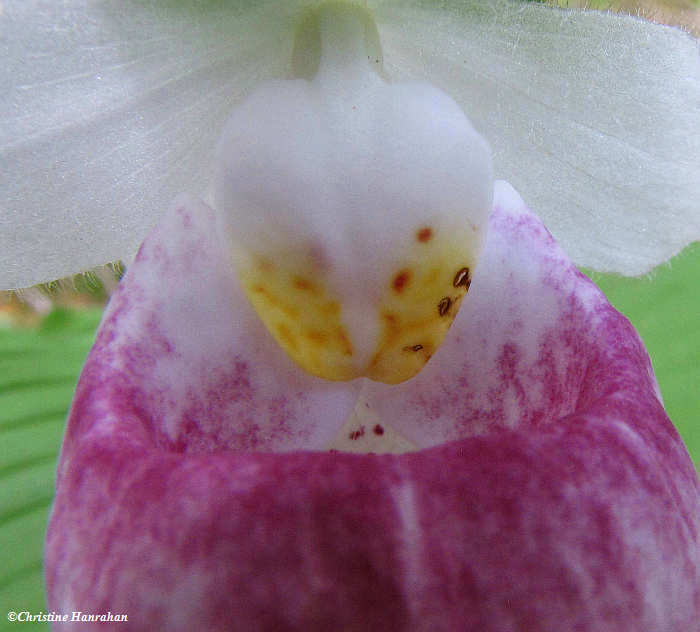 Showy lady's slipper orchid (Cypripedium reginae)