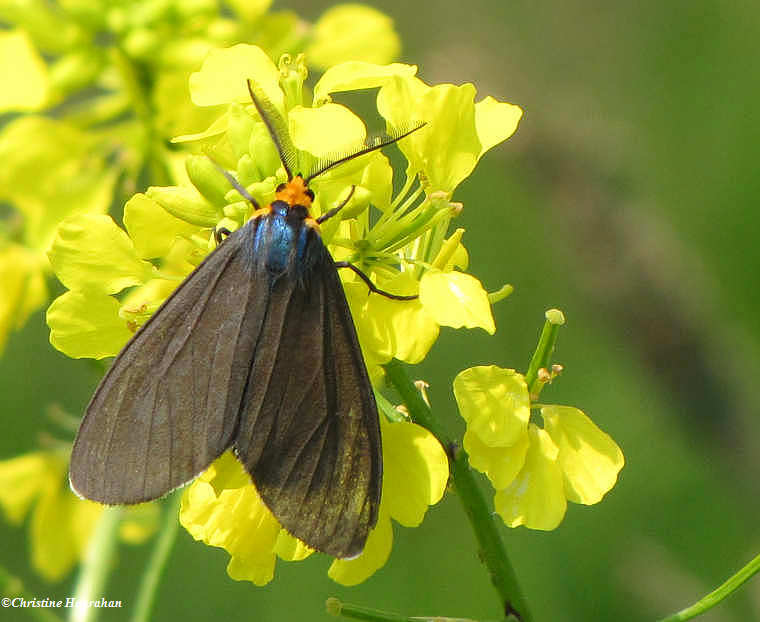 Virginia ctenucha moth (Ctenucha virginica), #8262