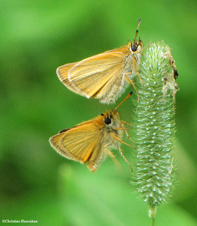 European skippers (Thymelicus lineola) on Timothy