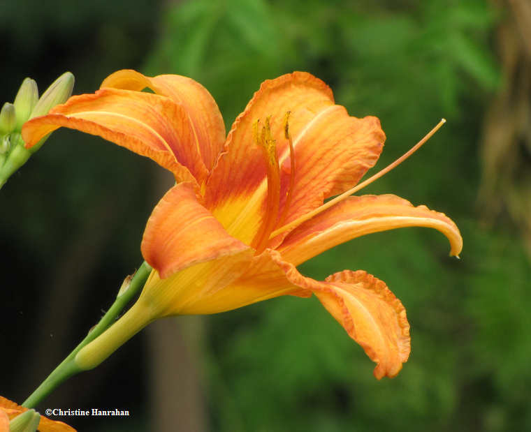 Lily, day (Hemerocallis fulva)