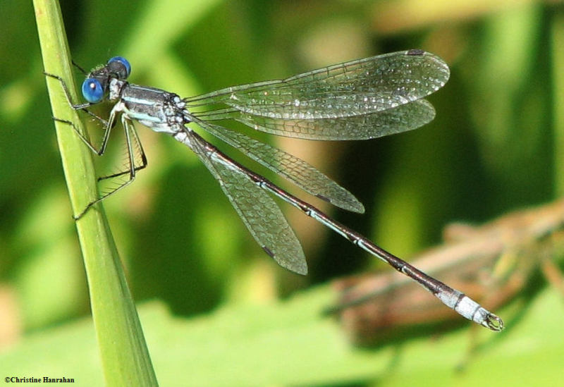 Lyre-tipped spreadwing (Lestes unguiculatus)