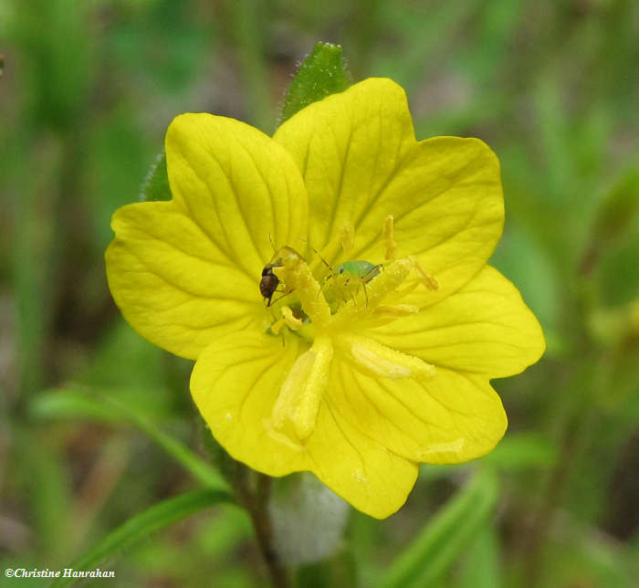 Sundrops (Oenothera perennis)