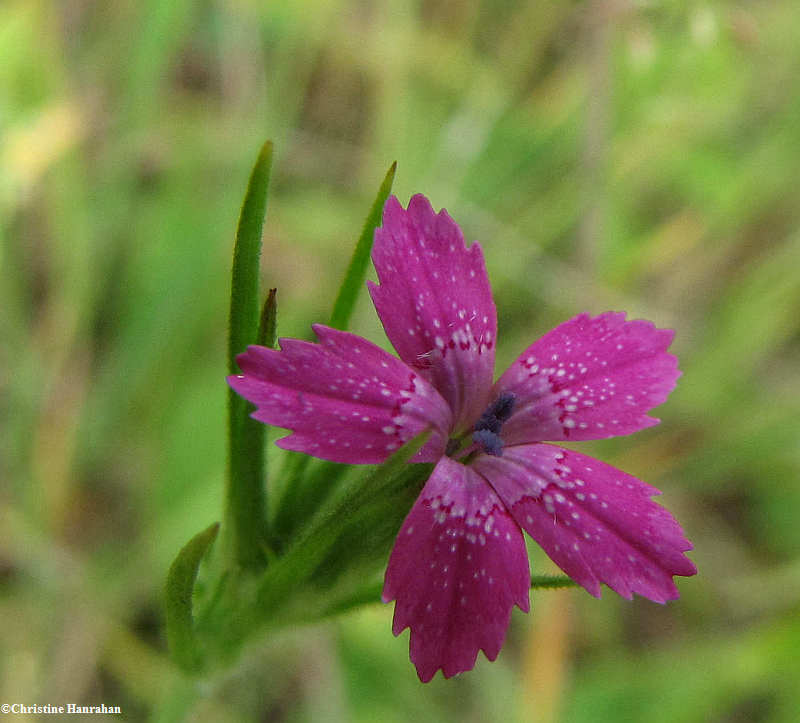 Deptford pink (Dianthus armeria)