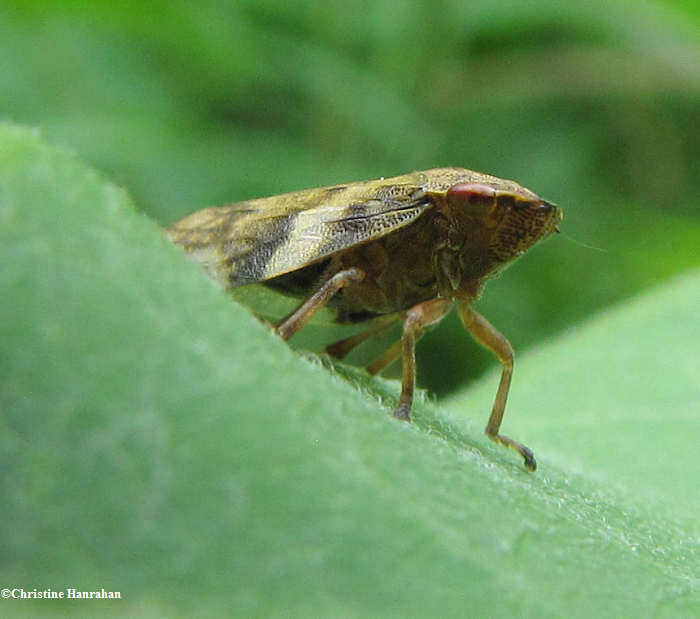 Spittlebug  (Cercopid sp.)