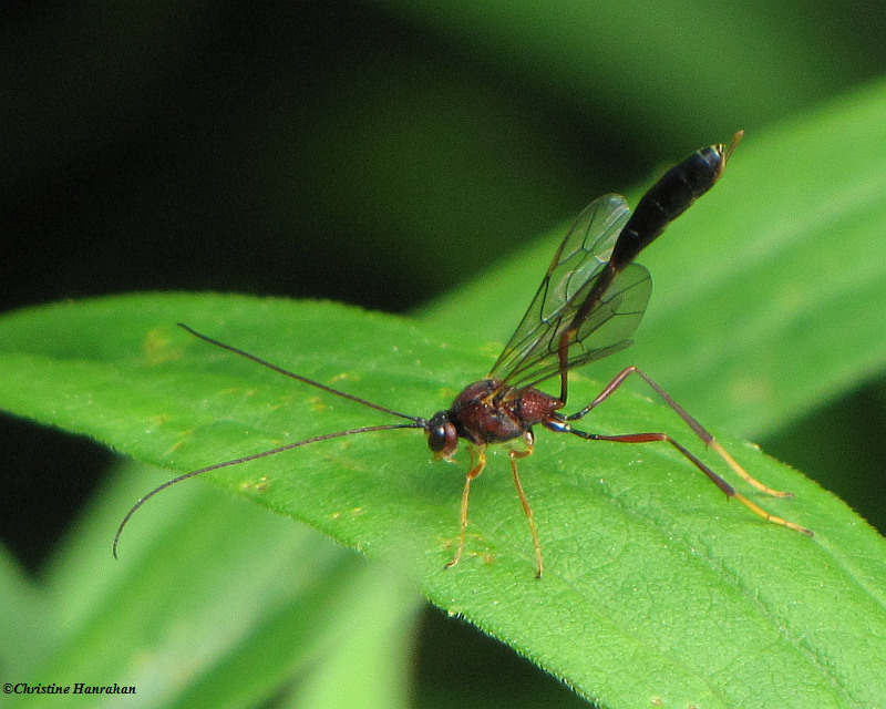 Ichneumonid wasp (Subfamily Anomaloninae)